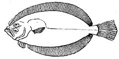 Lepidorhombus whiffiagonis